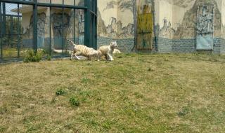 无锡动物园门票团购