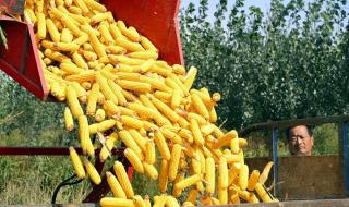 玉米深加工企业