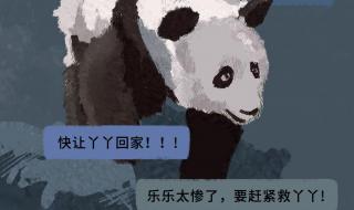 丫丫为什么送去美国 丫丫为什么送去美国