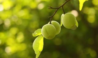 四时田园杂兴其二