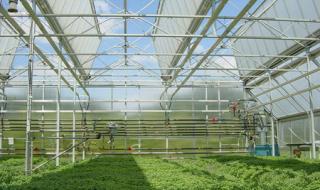 阳光板温室大棚 阳光板温室大棚