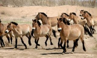 西宁市野生动物园 西宁市野生动物园