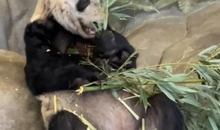 旅美熊猫丫丫要回来了 旅美熊猫丫丫要回来了