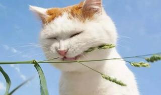 iphone屏保 iphone屏保