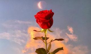 温柔到爆的神仙句子